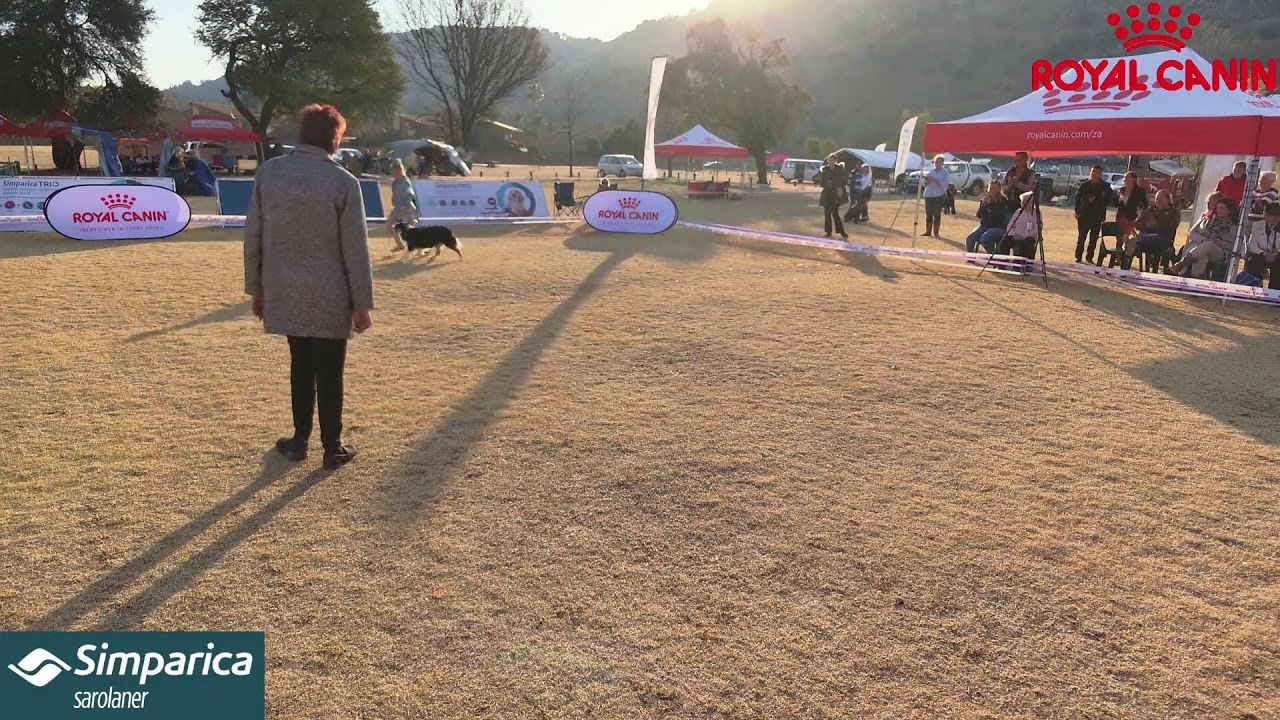 Dog Shows LIVE  / Goldfields Supporters Northern Kennel Club Championship Show BIS's 2024