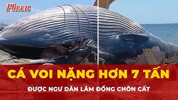 Lai dắt xác cá voi nặng hơn 7 tấn ở biển Lâm Đồng vào đất liền chôn cất | Tin nhanh PLO