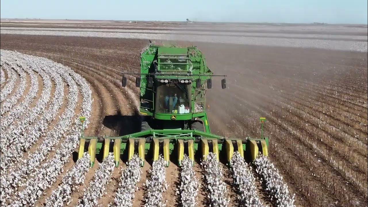 Хлопок 2022. Cotton harvesting in Turkmenistan.