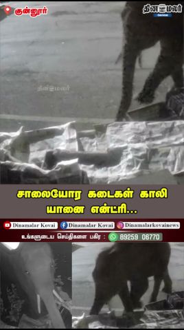 சாலையோர கடைகள் காலி… யானை என்ட்ரி...