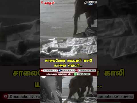 சாலையோர கடைகள் காலி… யானை என்ட்ரி...