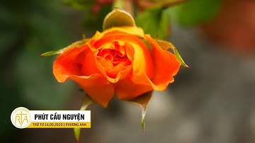 Phút Cầu Nguyện, Thứ Tư 16/09/2020: Gieo Và Gặt