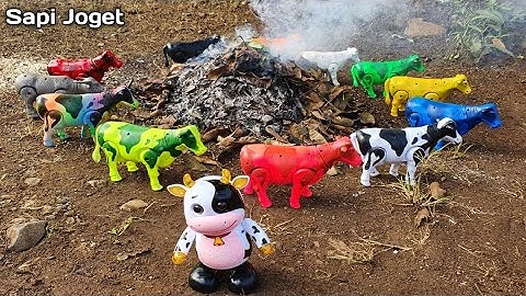 WOW.. MENEMUKAN SAPI JOGET, SAPI LUCU, SAPI WARNA WARNI, SAPI KARTUN, SAPI MOO, SAPI GRANDONG,KERBAU