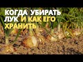 Лук: сроки уборки и правила хранения