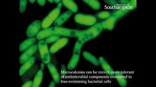 The Institute for Life Sciences |  Addressing Global Challenges
