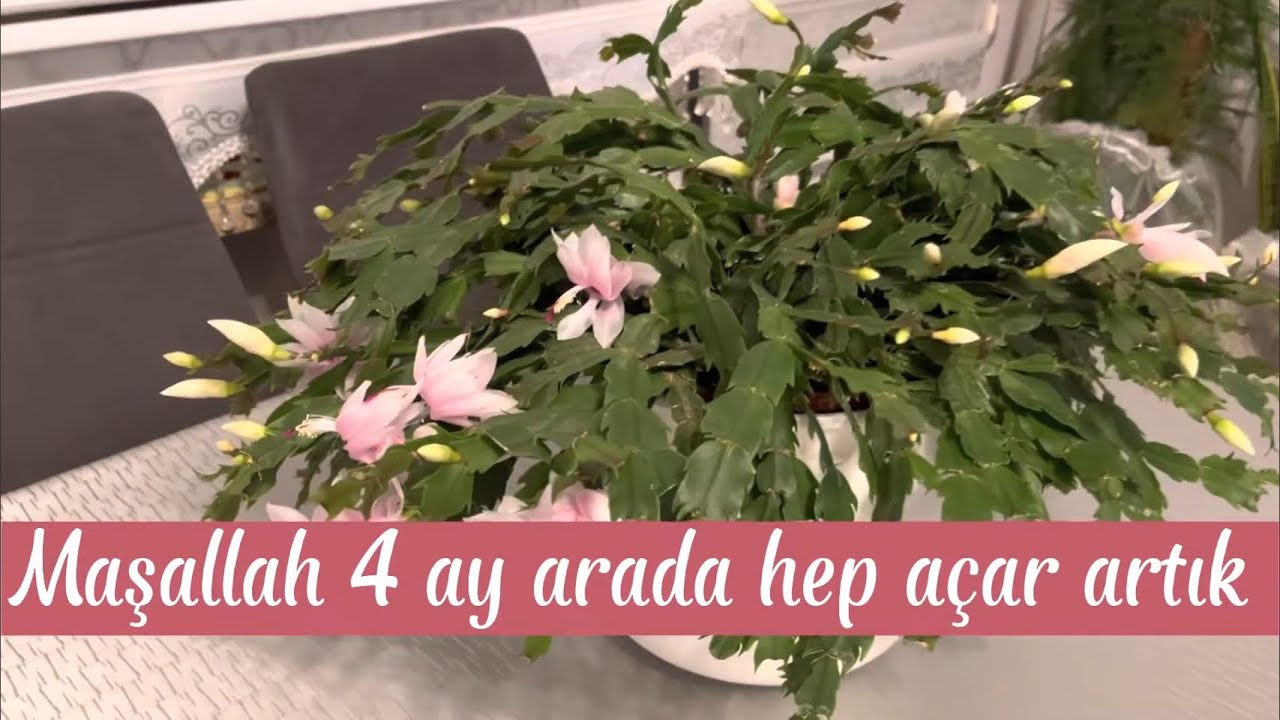 YILBAŞI ÇİÇEĞİ NASIL ÇOĞALTILIR? / Yılbaşı Kaktüsü  Nasıl çoğaltılır?