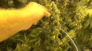 OMMP WeedWizard Update