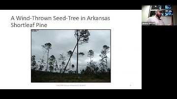 Seed-Tree Regeneration Method - SFA Silviculture Lecture (FORS 3347)