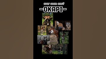 Even seen one😱❓_#okapi adventure🌍🦒| #animals #animalshorts