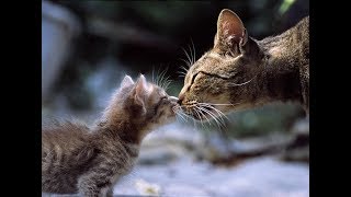 Mother Cat Loves Her Baby Kittens Mother Cat Loves Her Baby Kittens