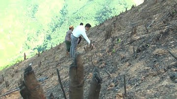 Nhiều diện tích lúa rẫy dốc ở vùng cao Nghệ An khô cháy do nắng nóng