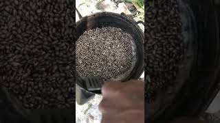 Making 100% pure castor oil Step 1, parch castor beans (Subscribe for more)