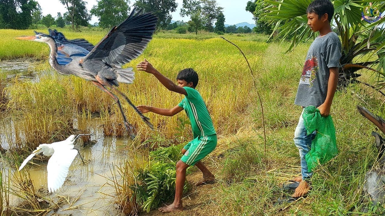 Bird Trap, make easy trap catch bird in the rice field - YouTube