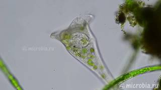 Stentor eating a rotifer alive/ Инфузория Трубач vs Коловратки