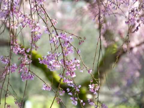 Cherry blossom in VanDusen Garden 2010 March.mov