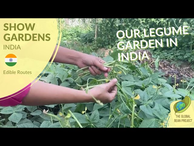 Garden Tour (June) – Edible Routes 🇮🇳 #1 | Global Bean Show Gardens