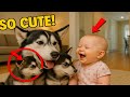 Dog Love Baby Heartwarming Moments Part 2 
