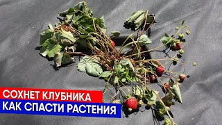 Ваша клубника не будет болеть - лекарство и подкормка