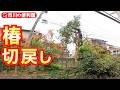 【5m椿切り戻し剪定】軽トラぱんぱん剪定枝回収＆処分🚛その総重量◯◯kg千葉県市川市の便利屋！各作業料一覧、お問い合わせ先は概要欄をご覧下さい！