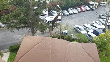 Nilay Tezsay Vet TV - Alpine swift flies back home in Istanbul