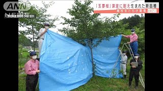 津波に耐え生まれた新品種「玉夢桜」　高校生が開発(2021年3月11日)