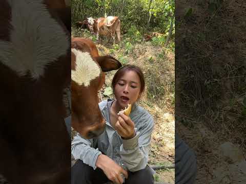 내 빵 탐내는 귀여운 시골 소 😂 #힐링영상 #귀여운동물 #시골일상 #Shorts #쇼츠 #소 #바이럴 #동물교감 thumbnail
