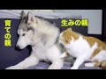 自分の子供がハスキー犬と仲良しな姿を見て嫉妬して怒った父猫