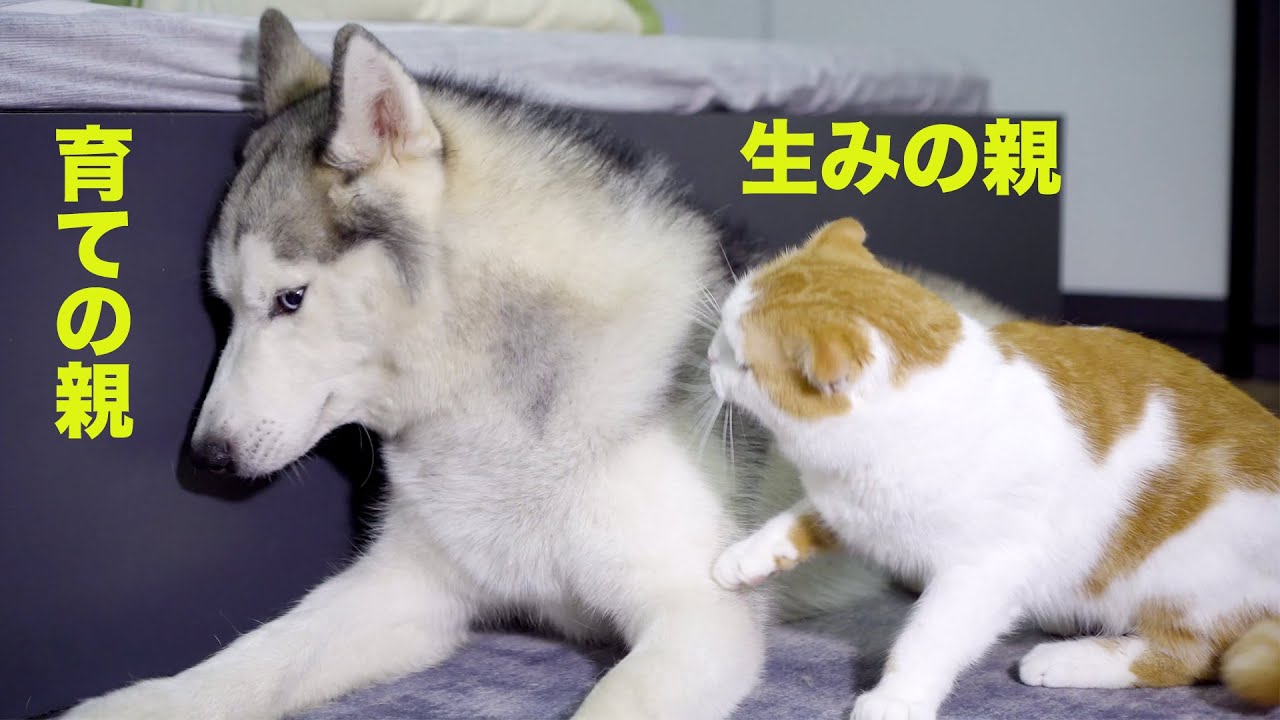 自分の子供がハスキー犬と仲良しな姿を見て嫉妬して怒った父猫 Youtube