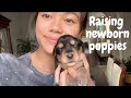 FOSTERING 10 NEWBORN PUPPIES