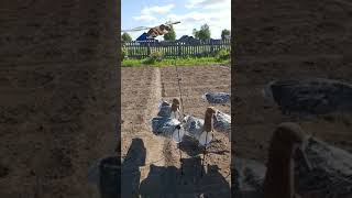 Чучела гусей от Flock Decoys