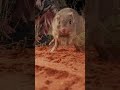 Welcome home, bettongs! The once locally extinct burrowing bettong has returned to the NSW desert