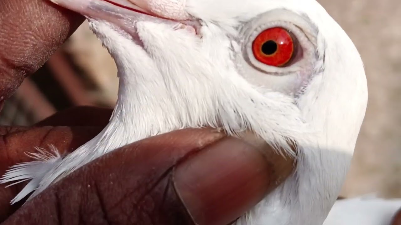 2025 শীতে 11.54 মিনিট উড়ে রেজাল্ট করা পায়রা সেল হবে, যোগাযোগ 9330782029 প্রোসেনজি পুলে 