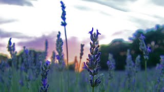 Lavender Farm (Texas Country Reporter)