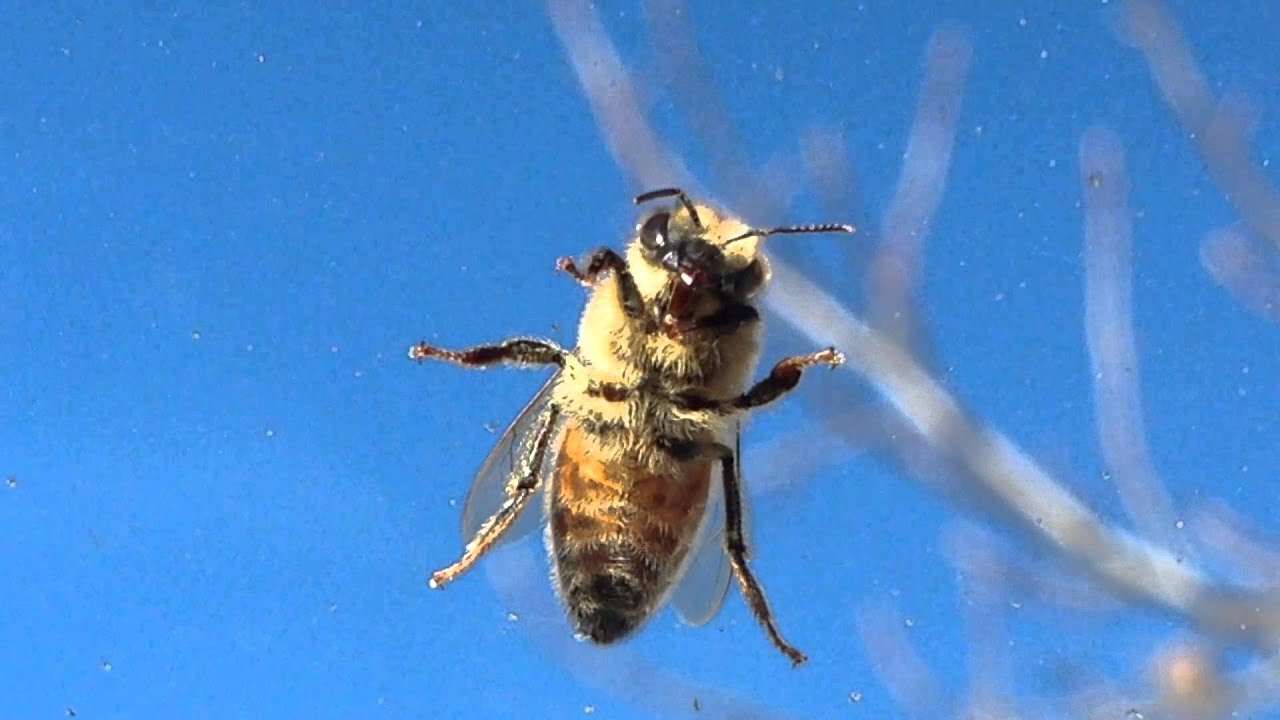 Download Happy Bee - YouTube