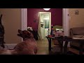 Cats Vs Dogs Compilation Part 1 - Funny Videos