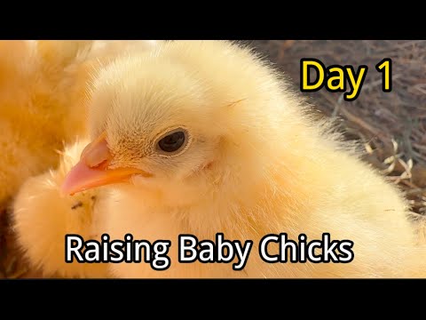 Raising baby chick day 1 , a new journey begins !