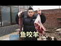 【食味阿远】一条胖头鱼、一根羊腿，阿远做“鱼咬羊”吃，这个搭配吃着舒坦 | Shi Wei A Yuan