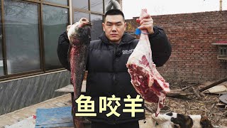 【食味阿远】一条胖头鱼、一根羊腿，阿远做“鱼咬羊”吃，这个搭配吃着舒坦 | Shi Wei A Yuan