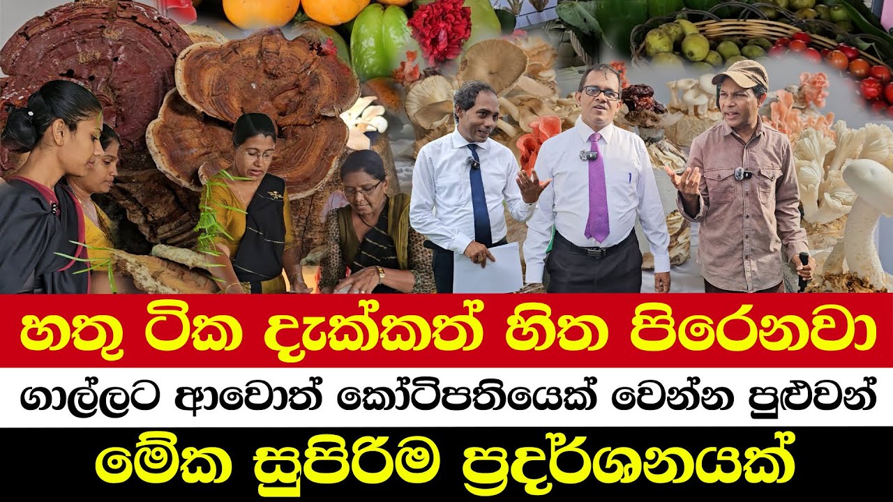 හතු ටික දැක්කත් හිත පිරෙනවා | ගාල්ලට ආවොත් කෝටිපතියෙක් වෙන්න පුළුවන් | මේක සුපිරිම ප්‍රදර්ශනයක්
