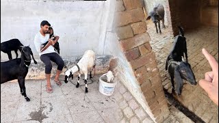 Fighter Ajwa Ko Dy Kr Baby Goat Ly Li 😍