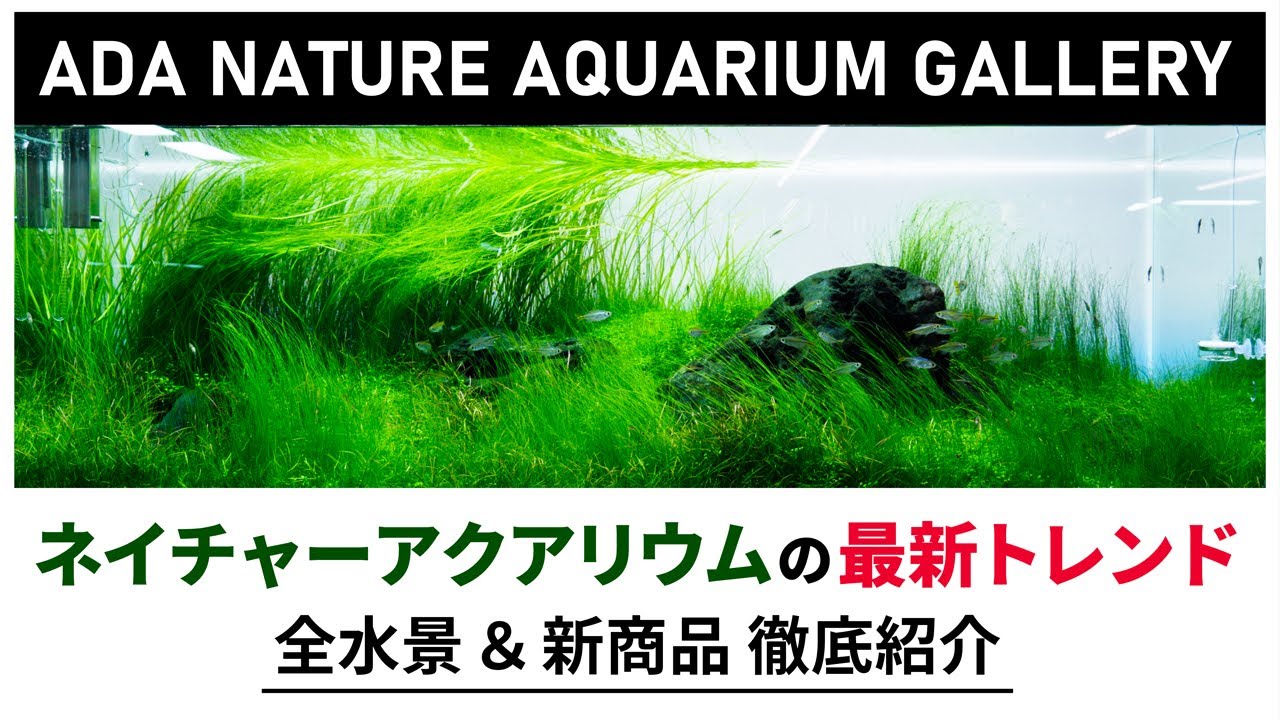 専用 アクアデザインアマノ Nature Aquarium World 作品集 The World
