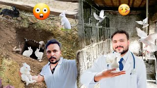 Pigeons ka treatment kia 😷 Aik Rabbit 🐇😞