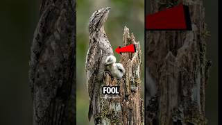Top 5 Animals That Fool Everyone