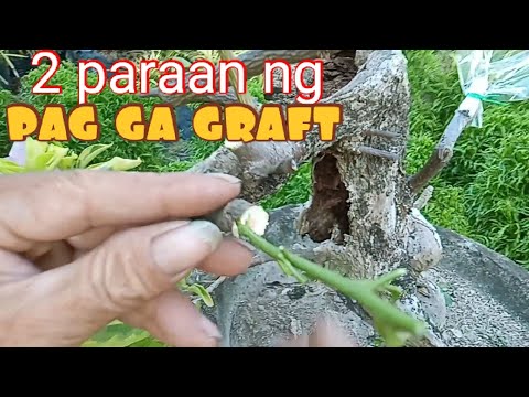 2 paraan ng pag ga graft ng bougainvillea plant para maging ibat iba ang kulay ng  mga bulaklak.