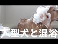 大型犬といつかやってみたいと思っていた事やってみた！