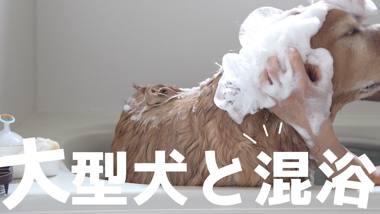 大型犬といつかやってみたいと思っていた事やってみた！