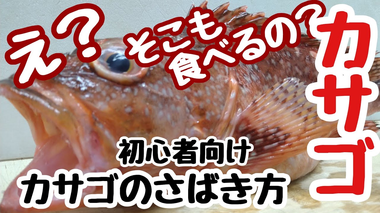 カサゴ 初心者向け カサゴさばき方からお刺し身まで How To Filet Japanese Stingfish Youtube