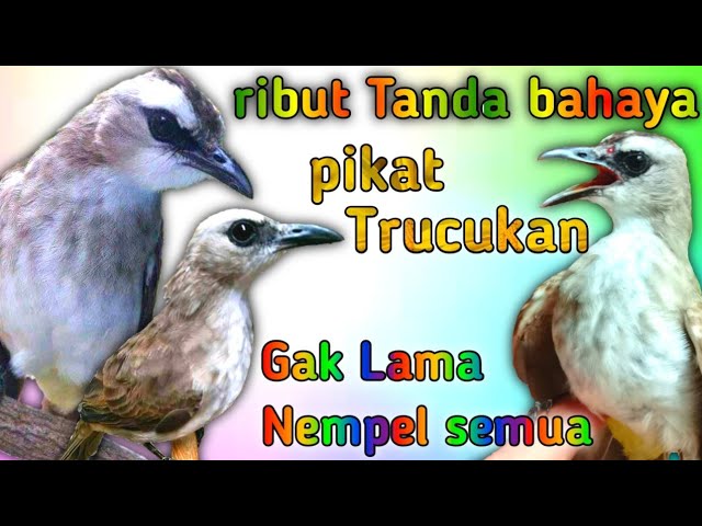 trucukan pikat suara tanda bahaya paling cepat diserbu trucukan liar class=