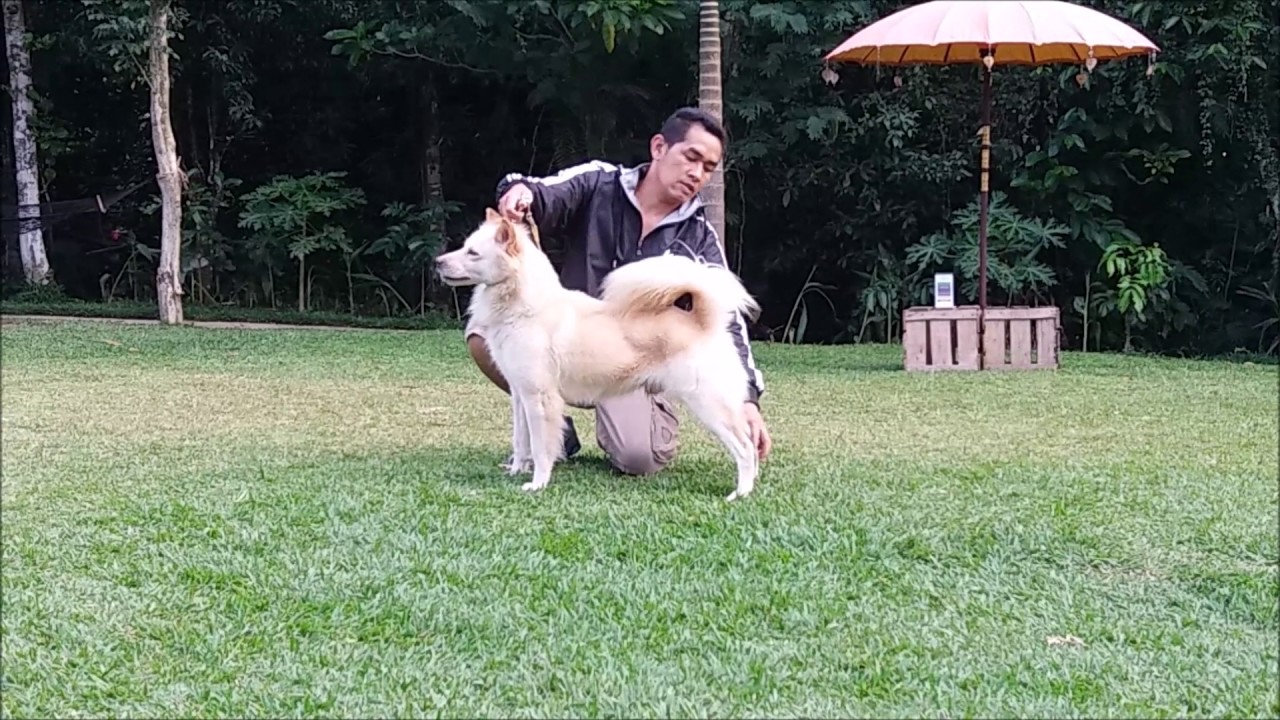 キンタマーニバリドッグ Kintamani Bali Dog 犬種の歴史 特徴 性格から写真 動画まで 子犬のへや