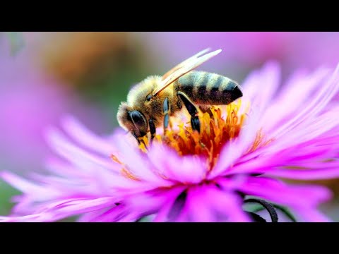 Николай Дроздов рассказывает о пчелах и других насекомых 🐝